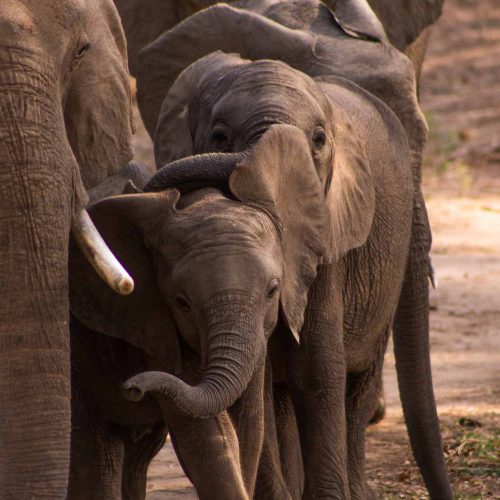 baby elephants walking alongside their mother